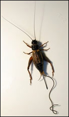 Paragordius obamai